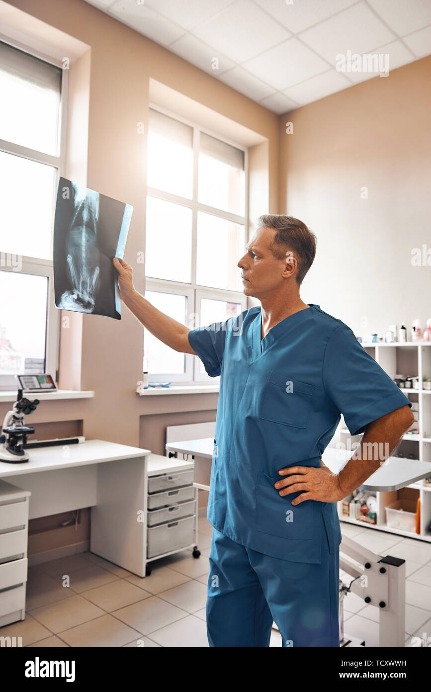 Pet care. Concentrated vet in work uniform looking at x-ray of his patient  while standing at veterinary clinic. Medicine concept. Animal hospital  Stock Photo - Alamy