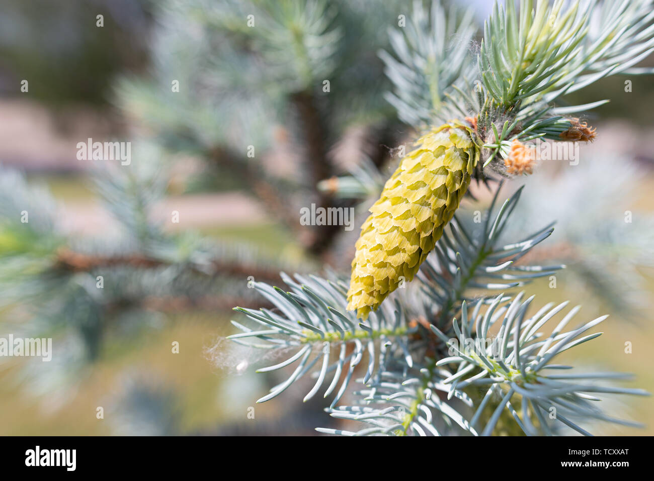 Picea Pungens 'Glauca',  Blue Spruce, young cone, under the soft spring sun Stock Photo