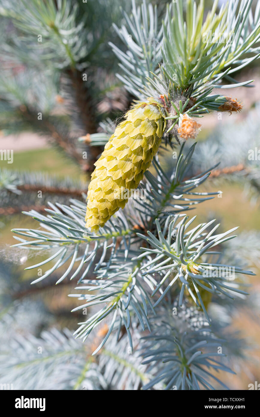 Picea Pungens 'Glauca',  Blue Spruce, young cone, under the soft spring sun Stock Photo