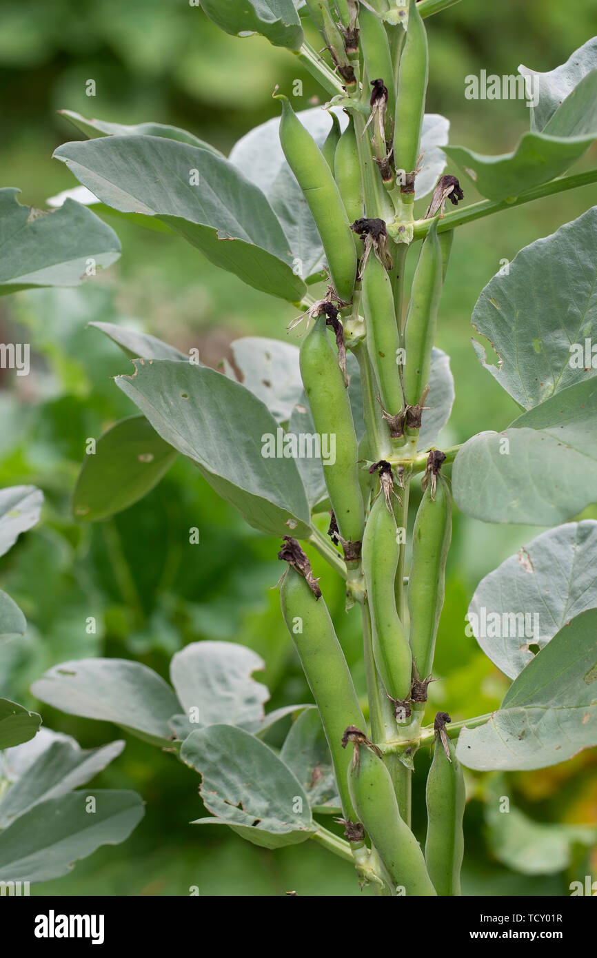 Broad Bean plant in garden. Short pod variety. Aka Fava or Windsor beans. Stock Photo