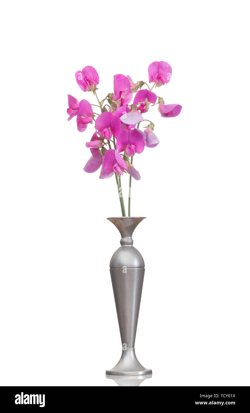 Lathyrus latifolius, the perennial peavine aka perennial pea, broad-leaved everlasting-pea, or just everlasting pea. In old vase, isolated on white. Stock Photo