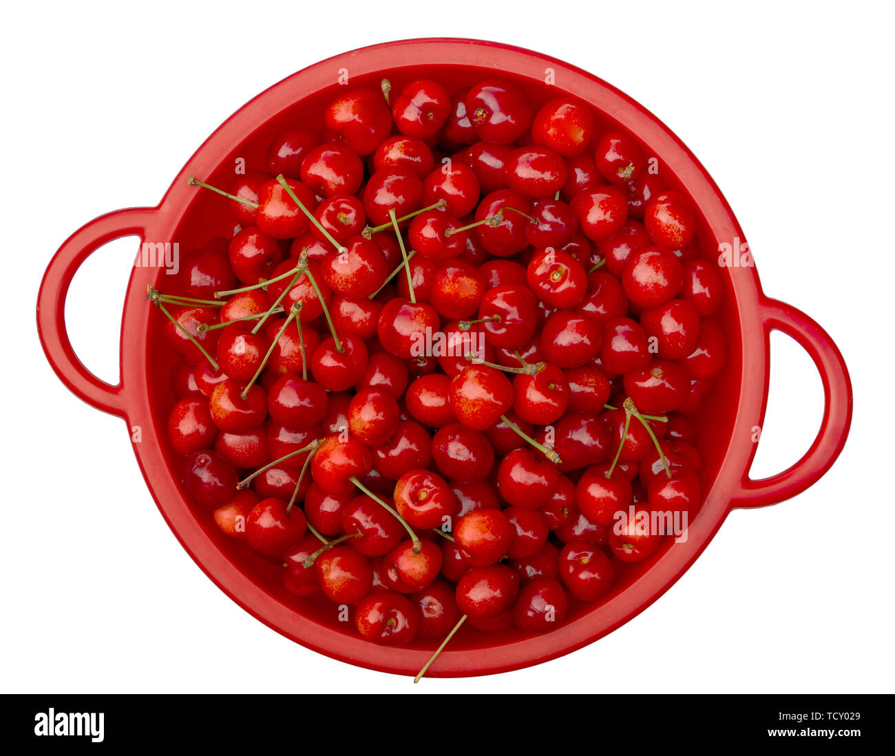 Fresh picked sweet cherries, home grown and organic. Not all 100 perfect, but deliciously sweet and healthy. In red collander, isolated on white. Stock Photo