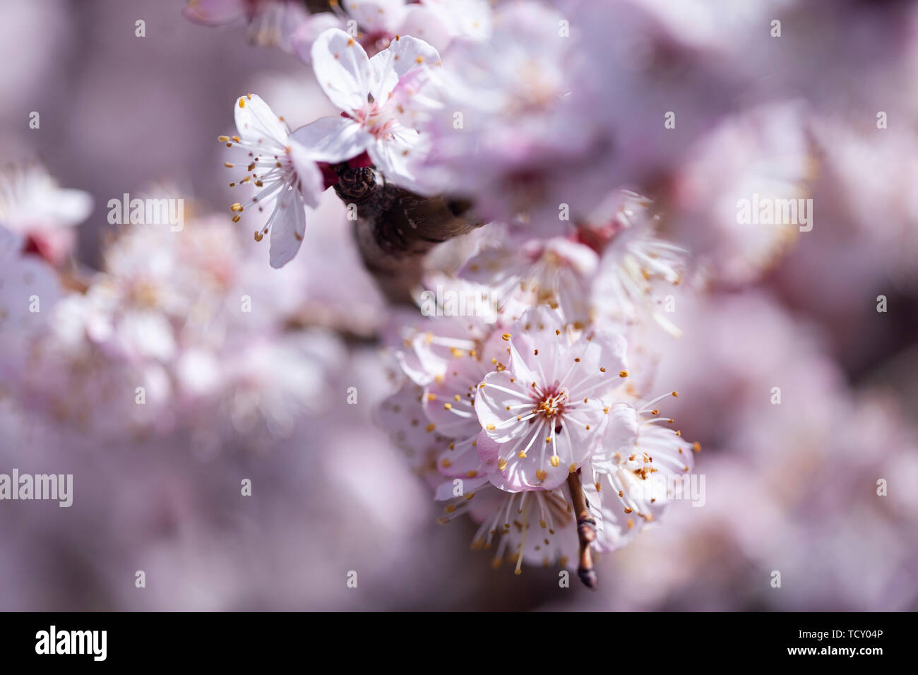 Apricot color flower hi-res stock photography and images - Alamy