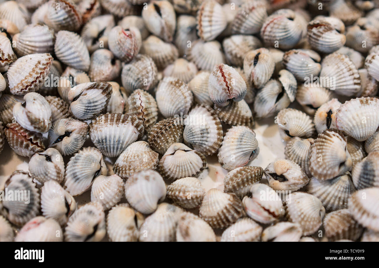 Blood clams Stock Photo - Alamy