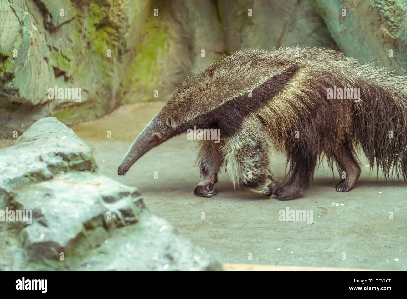 Anteater who's taking a lazy walk. Stock Photo