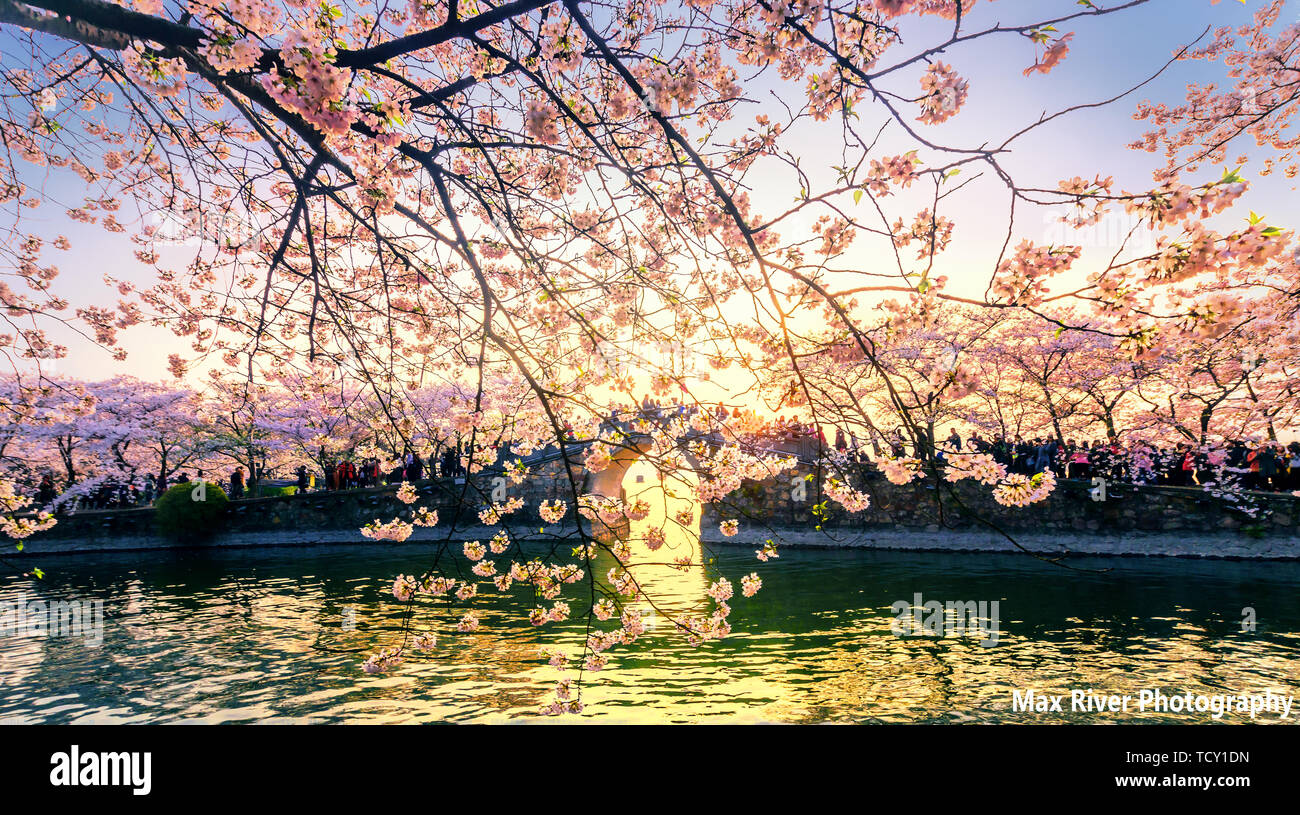 Sunset cherry blossoms hi-res stock photography and images - Alamy
