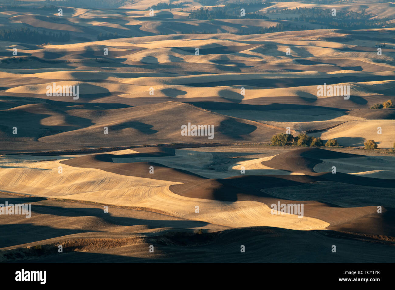 Farmland in the Palouse, Palouse, Washington State, United States of