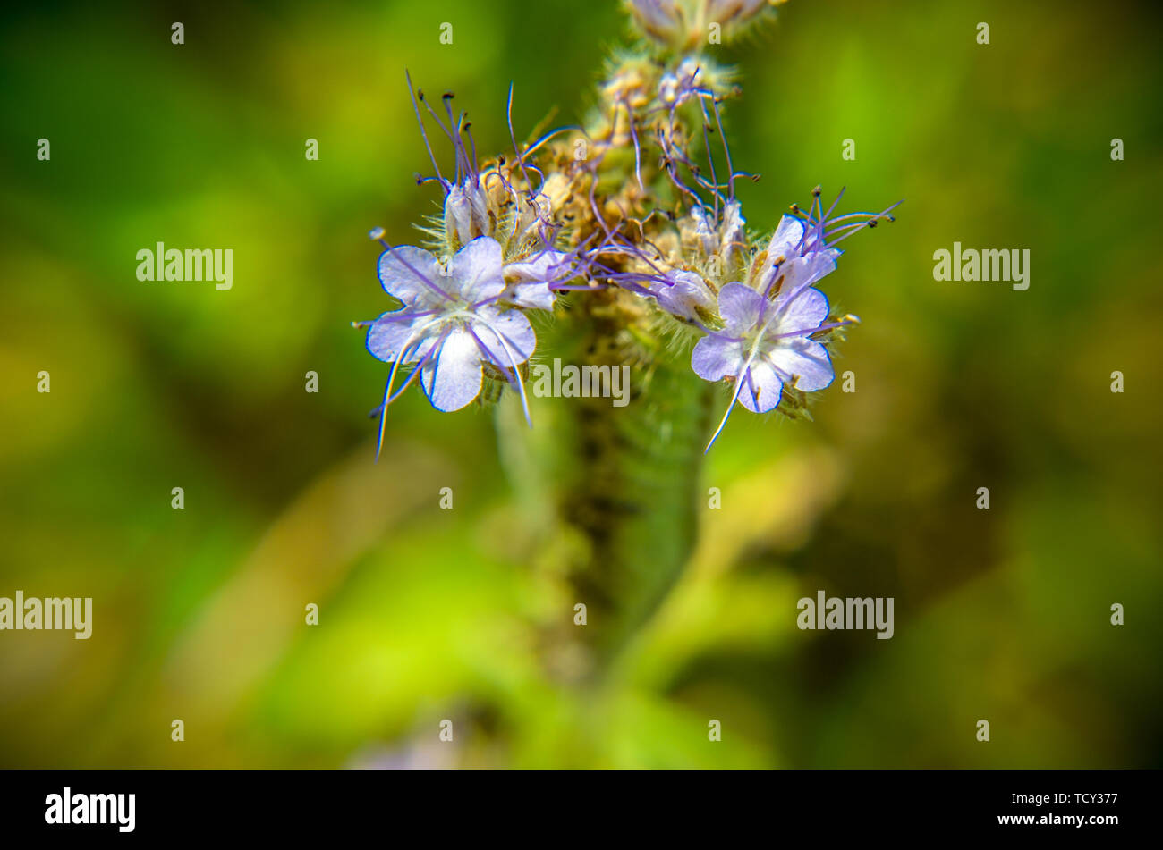 A close up macro shot of the field of blue and purple flowers, named ...
