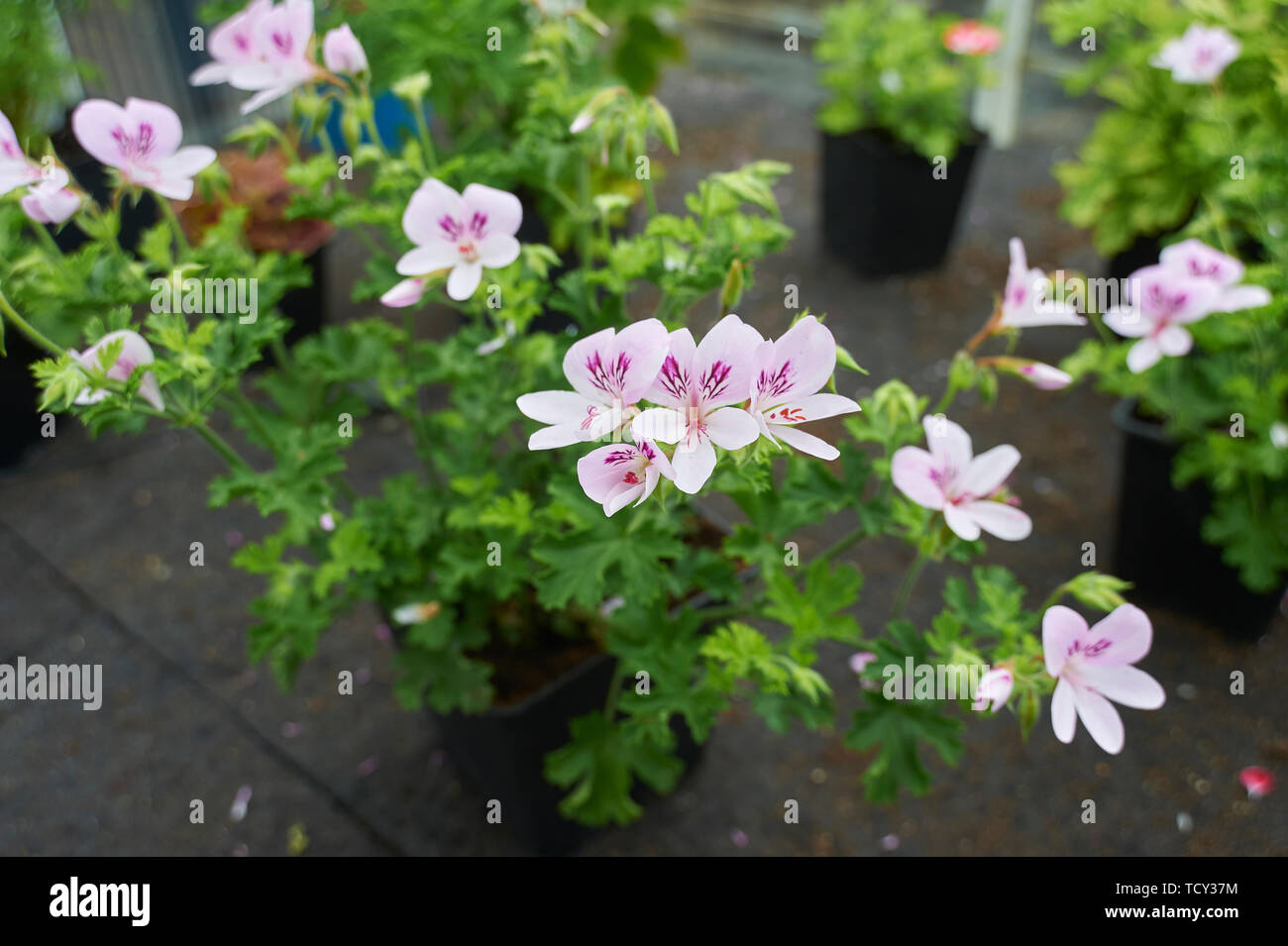 Pelargonium sp flowering in a greenhouse Stock Photo