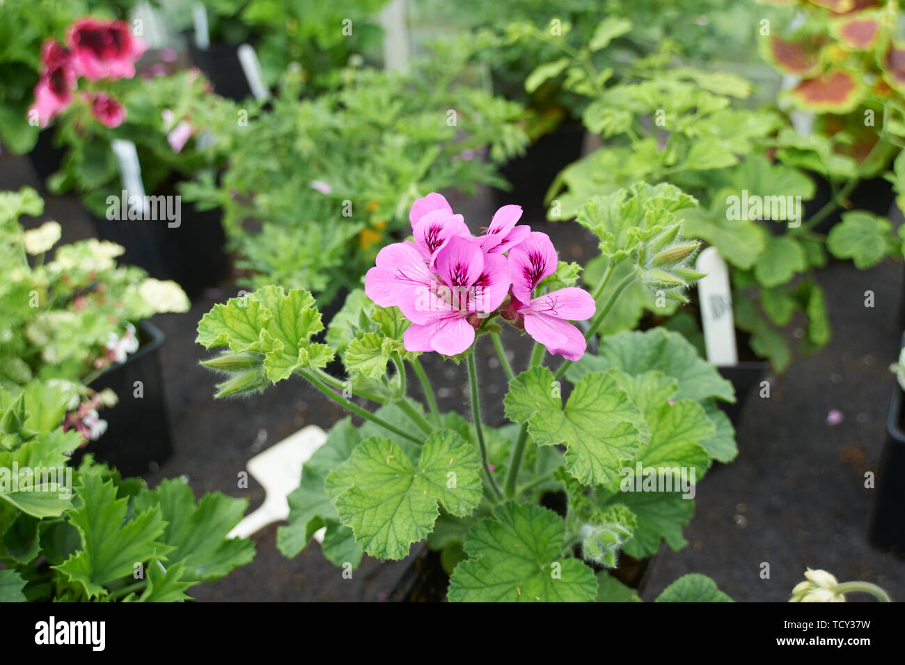 Pelargonium sp flowering in a greenhouse Stock Photo