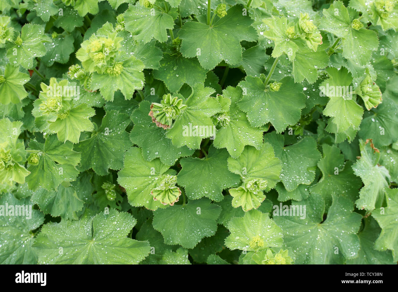 Pelargonium sp flowering in a greenhouse Stock Photo