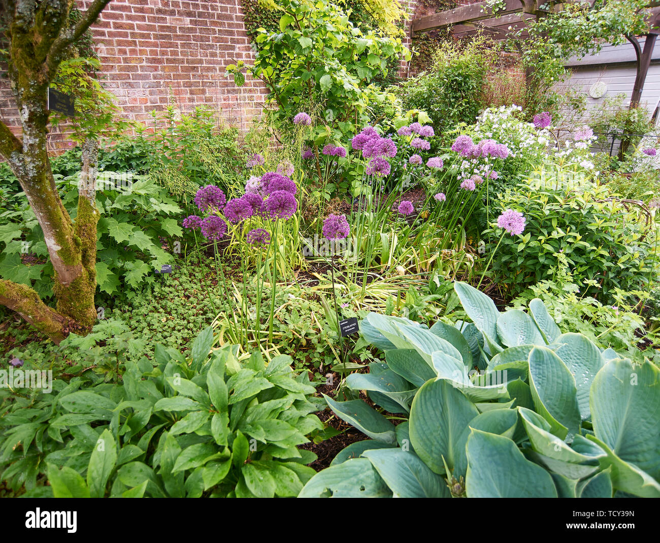 Border in an walled garden bursting with flowering plants, hostas, aliums, Stock Photo
