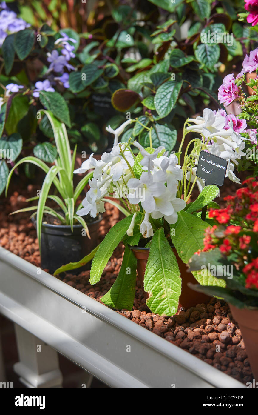 Streptocarpus plants blooming in a greenhouse Stock Photo