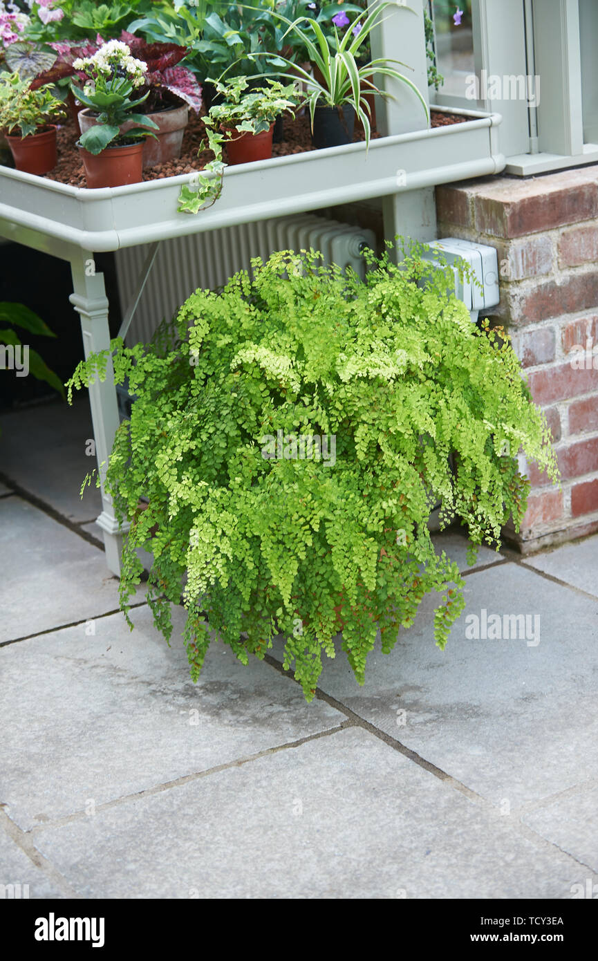 Maidenhair fern (Adiantum capillus-veneris) growing in a large pot in a shade of a greenhouse in the summer Stock Photo
