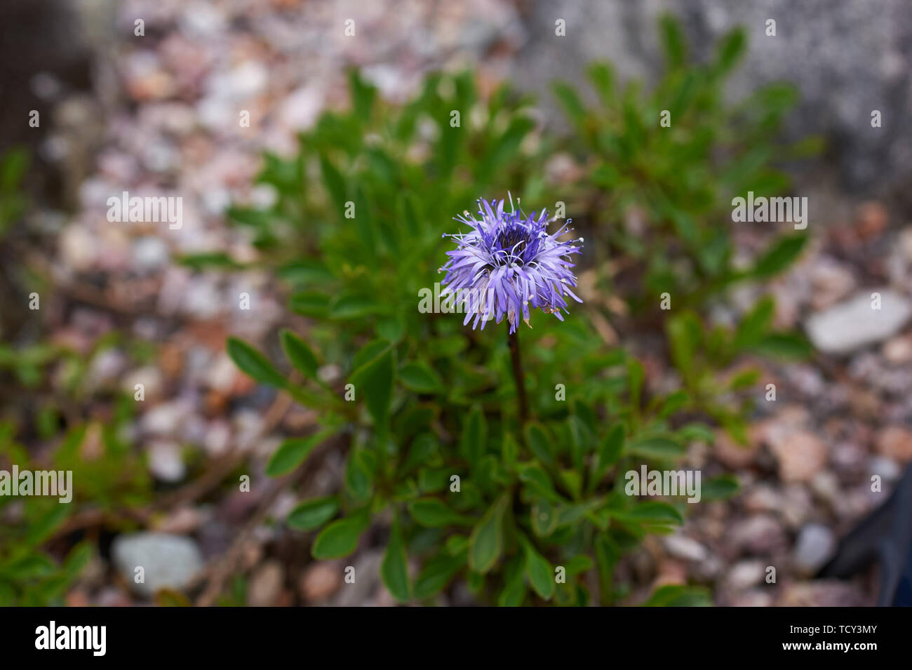 Globularia Repens , a small growing alpine plant Stock Photo