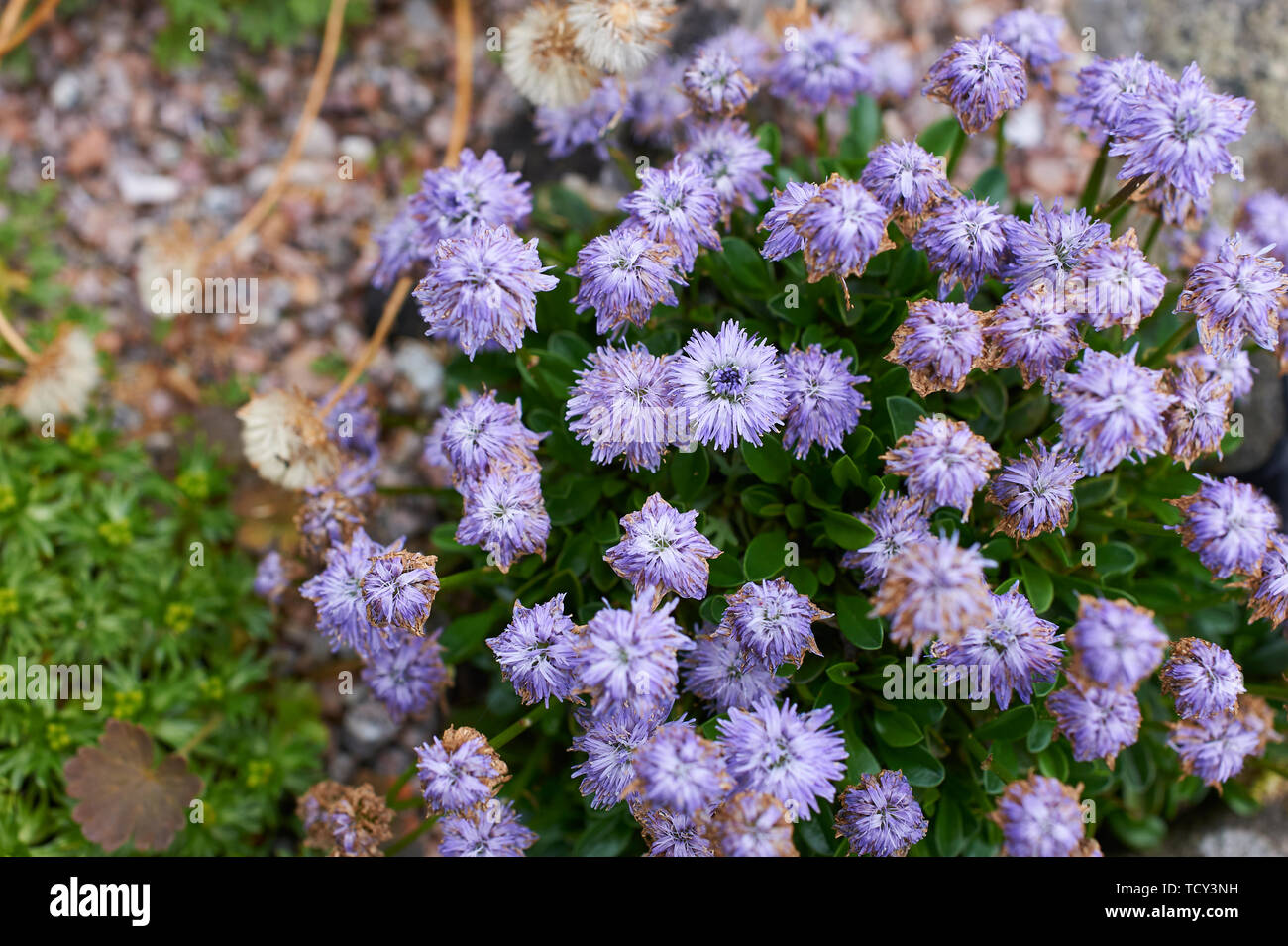 Globularia Repens , a small growing alpine plant Stock Photo