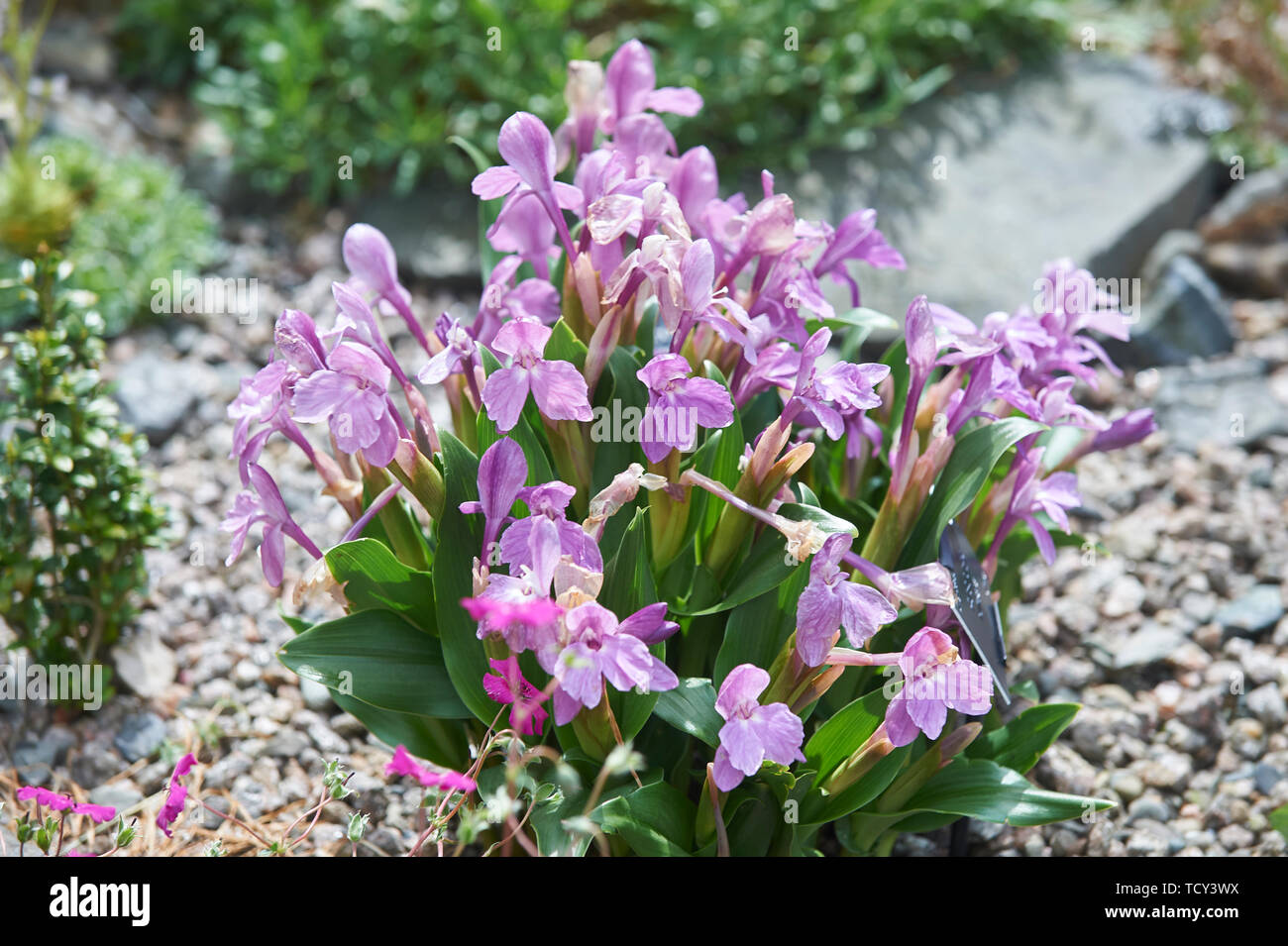 Roscoea humeana flowering in the summer sunshine in and alpine rockery Stock Photo