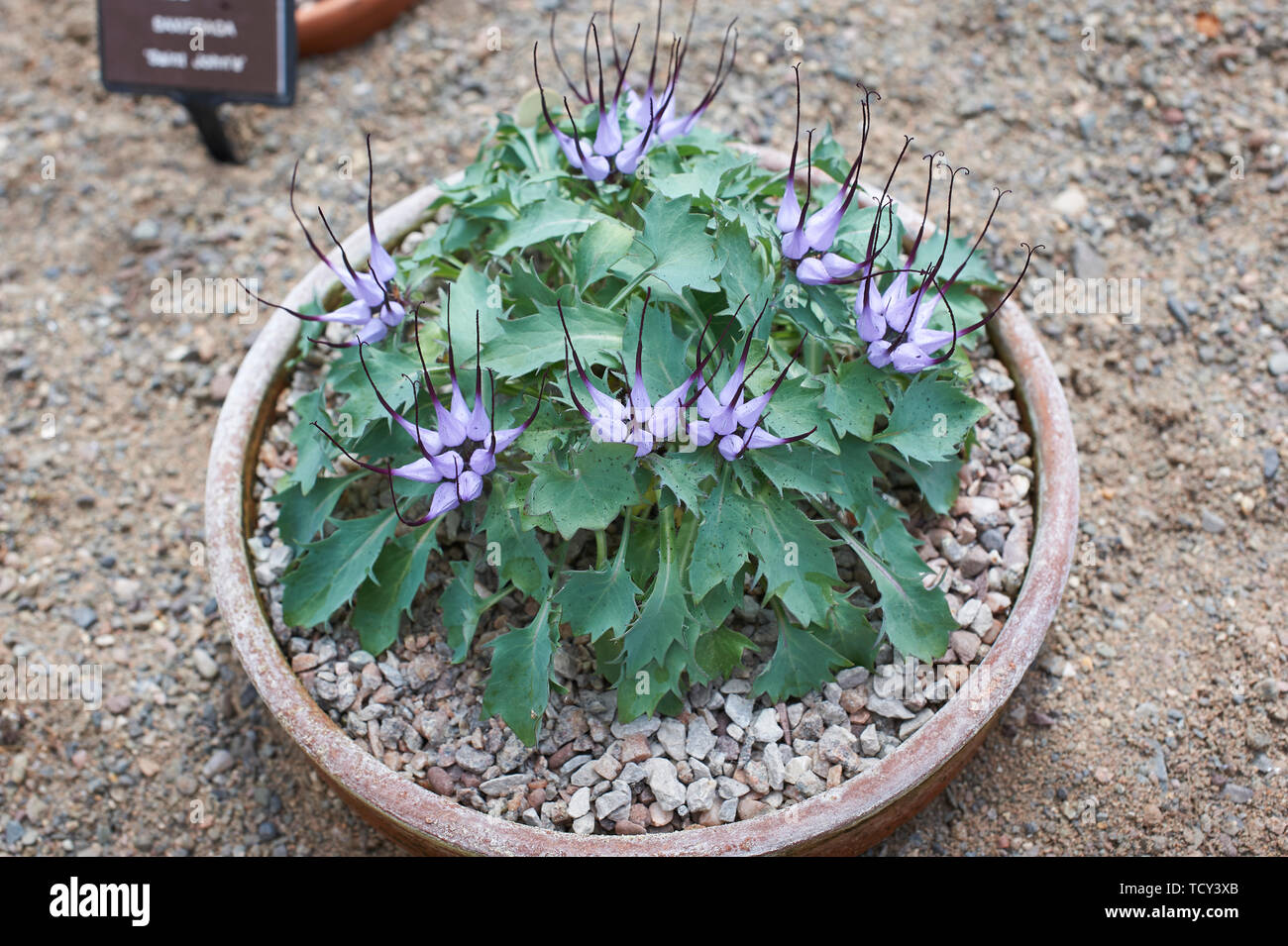 Devils Claw (Physoplexus comosa) growing in a shallow pan in the Alpine House of Holehird Gardens, Lake District, Cumbria, UK, GB. Stock Photo