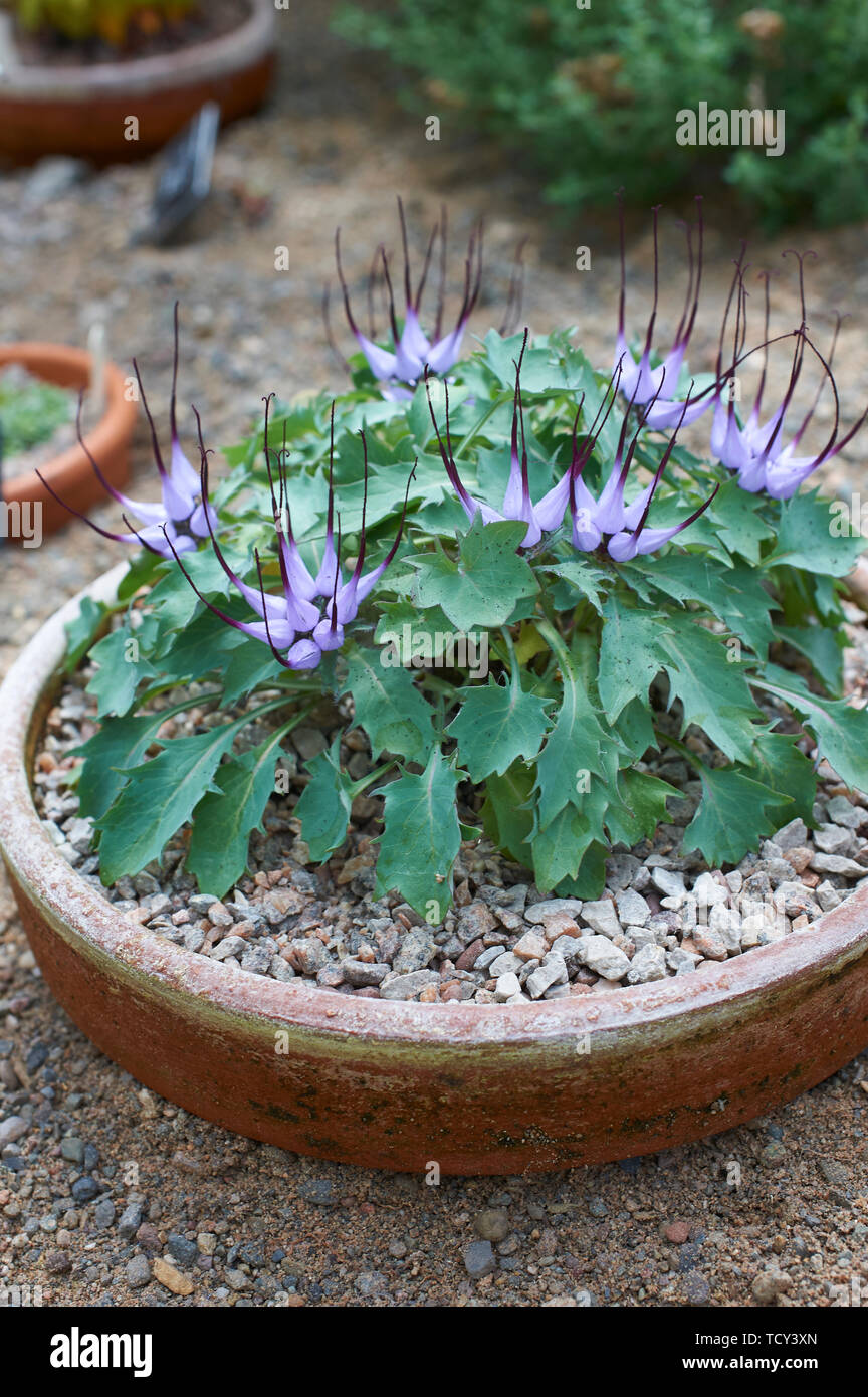 Devils Claw (Physoplexus comosa) growing in a shallow pan in the Alpine House of Holehird Gardens, Lake District, Cumbria, UK, GB. Stock Photo