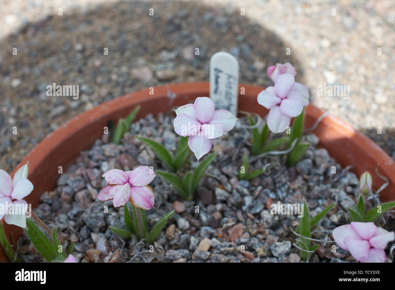 Rhodohypoxis 'Apple Blosum' growing in a shallow pan in an Alpine greenhouse. Stock Photo