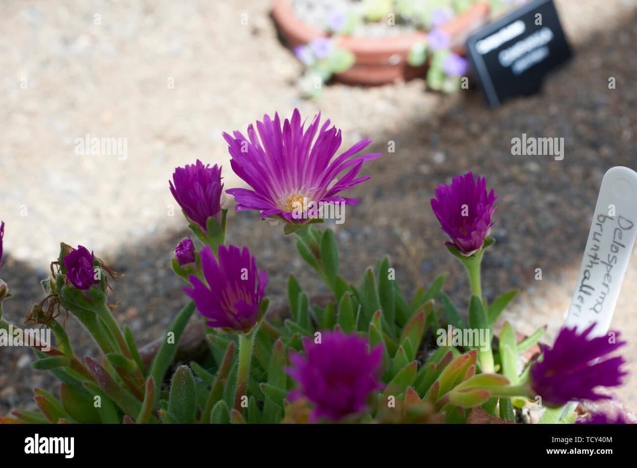 Delphinium brunonianum Stock Photo