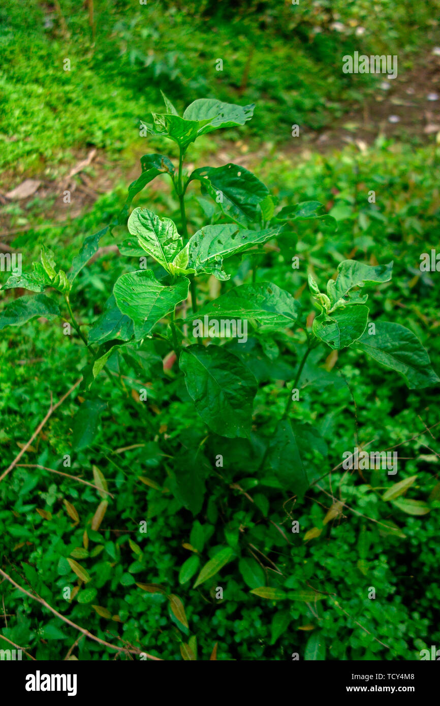 Botany Stock Photo Alamy