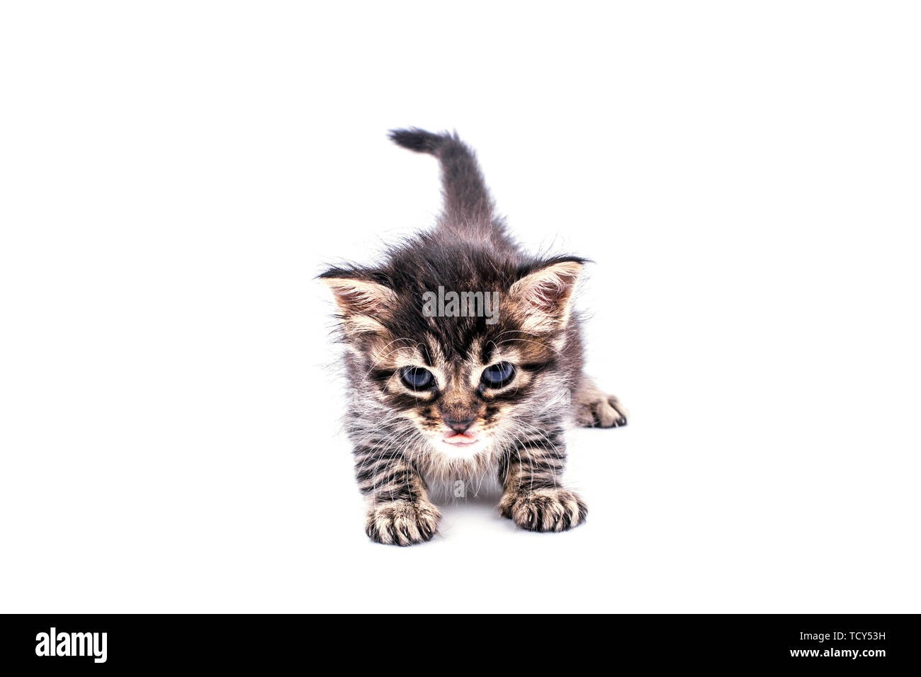Beautiful fluffy tabby kitten with a big blue eyes Stock Photo - Alamy