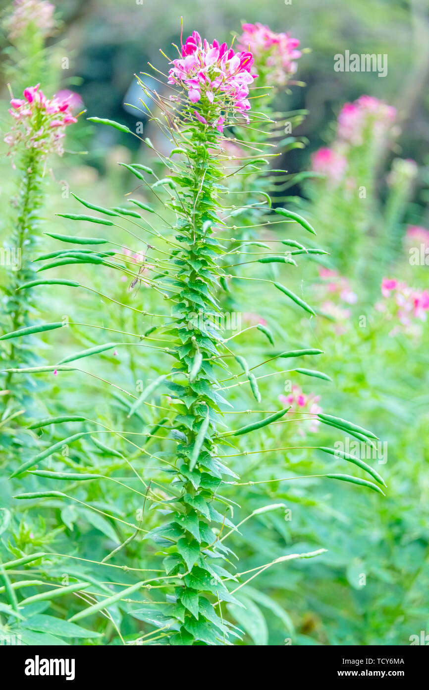 Drunk butterfly flowers in early summer Stock Photo Alamy