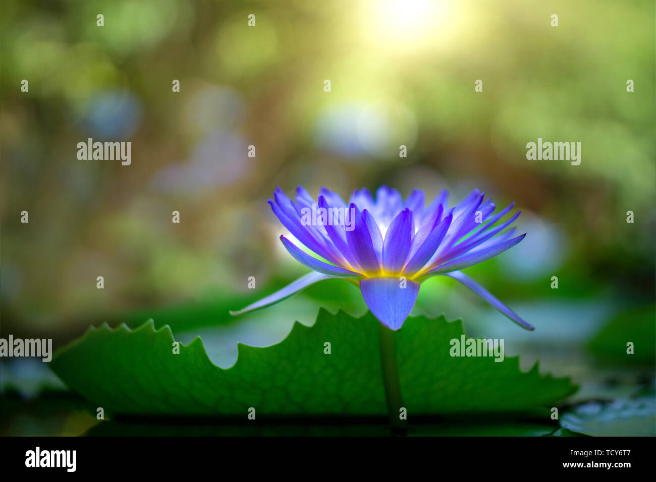 Violet thai water lily or lotus flower. Stock Photo