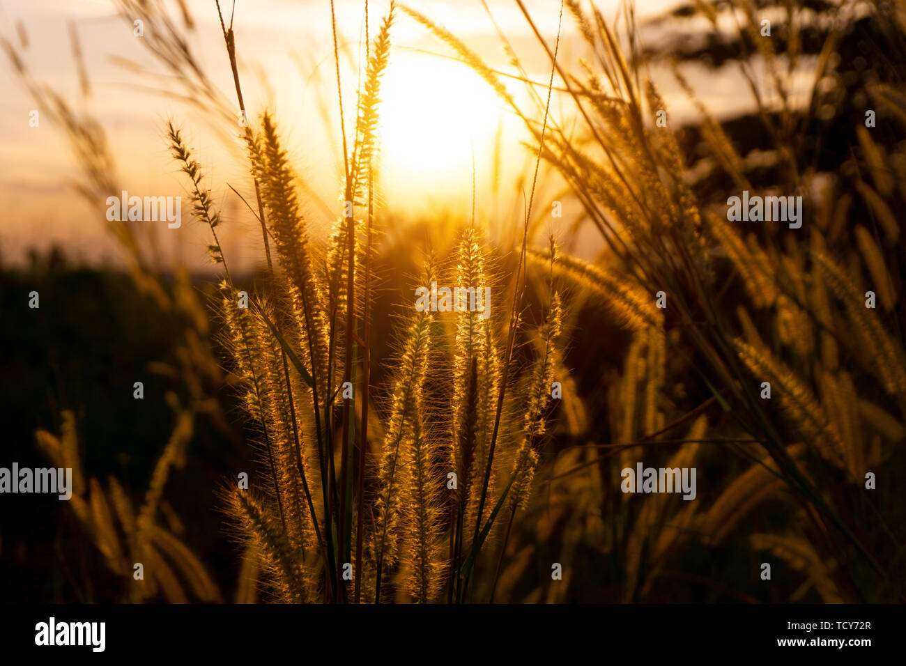 Asia Wild Grass flowers in sunset time. Stock Photo