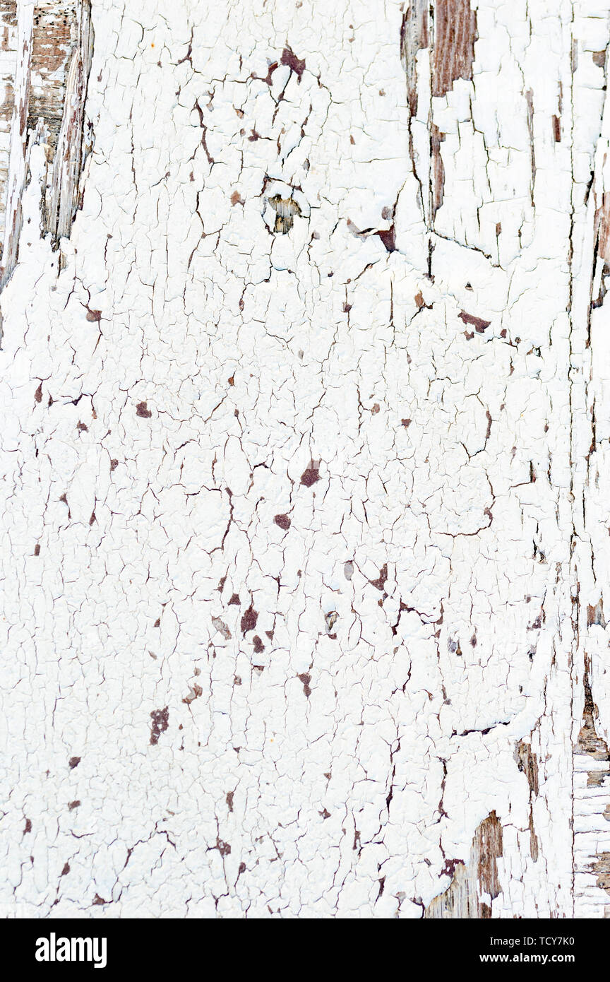 Grunge Wooden Board Texture Wall with White Paint is severely peeling ...
