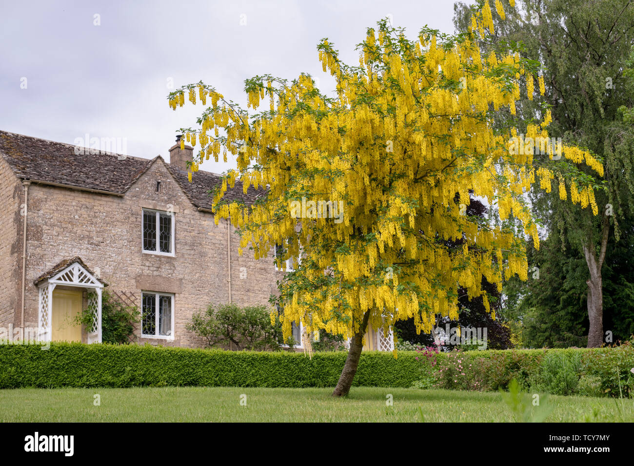 Laburnum anagyroides. Laburnum tree and cotswold cottages in Calmsden, Cotswolds, Gloucestershire, England Stock Photo