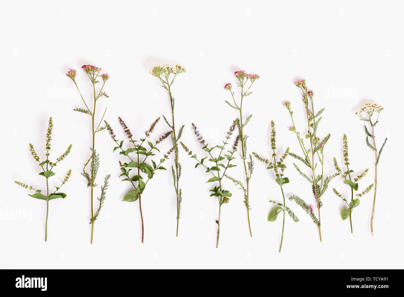 Blooming Achillea millefolium common names: yarrow or common yarrow isolated on white background Stock Photo