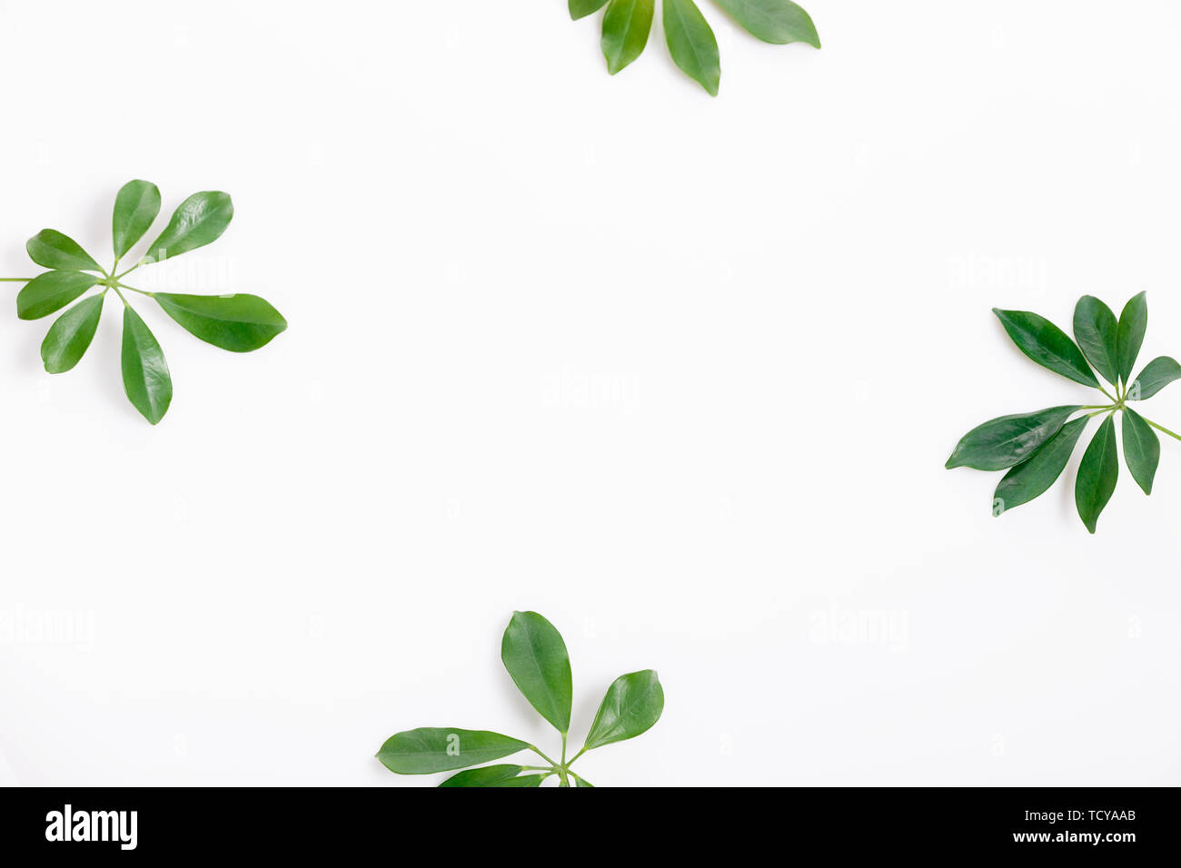 Tropical green leaf frame on white background Stock Photo - Alamy