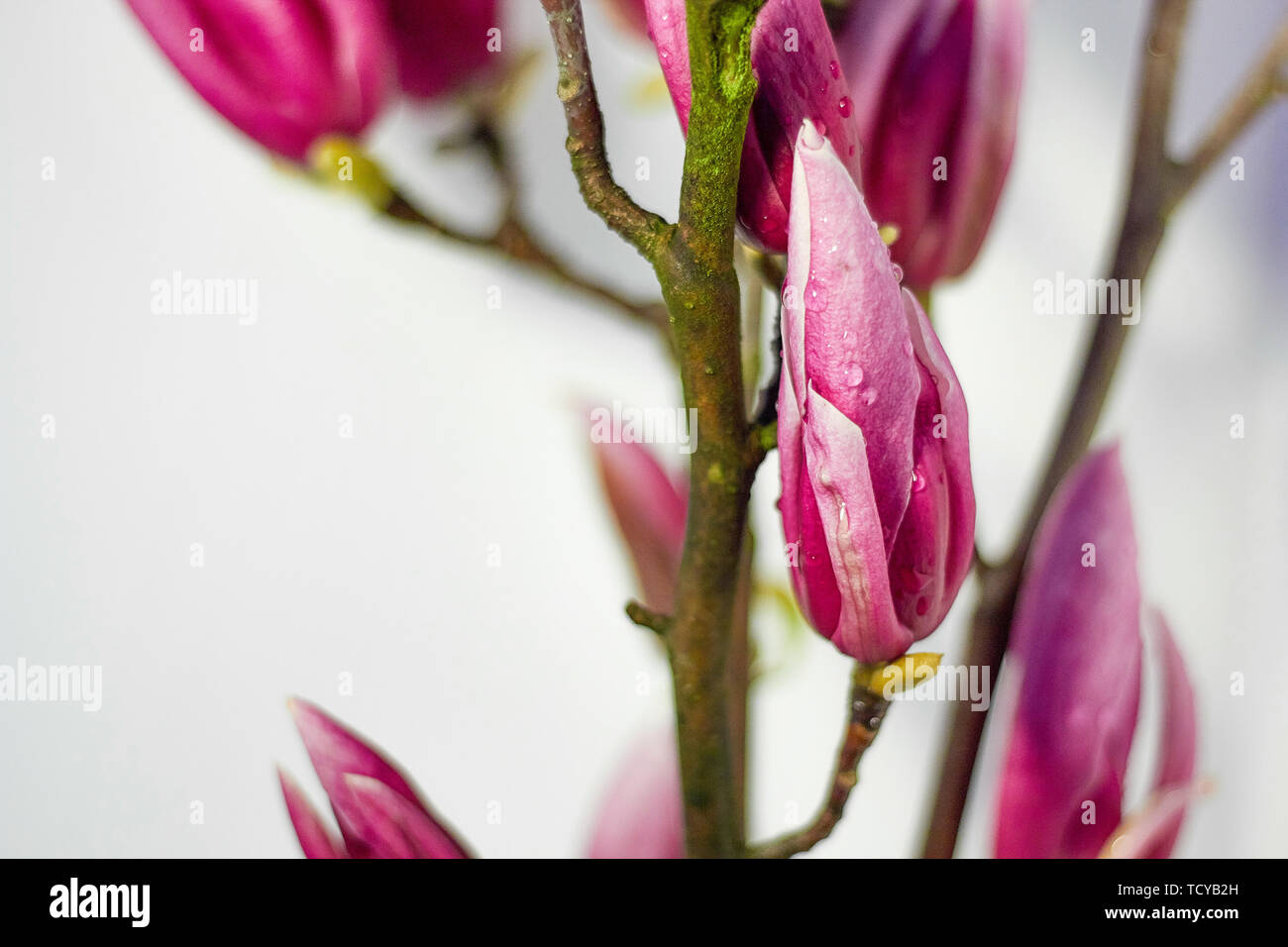 Pink magnolia flower with water beads Stock Photo Alamy