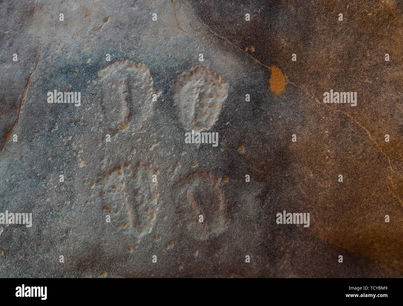 animal tracks and footprint - Cave paintings and petroglyphs at Tamezguida Tassili nAjjer national park, Algeria Stock Photo