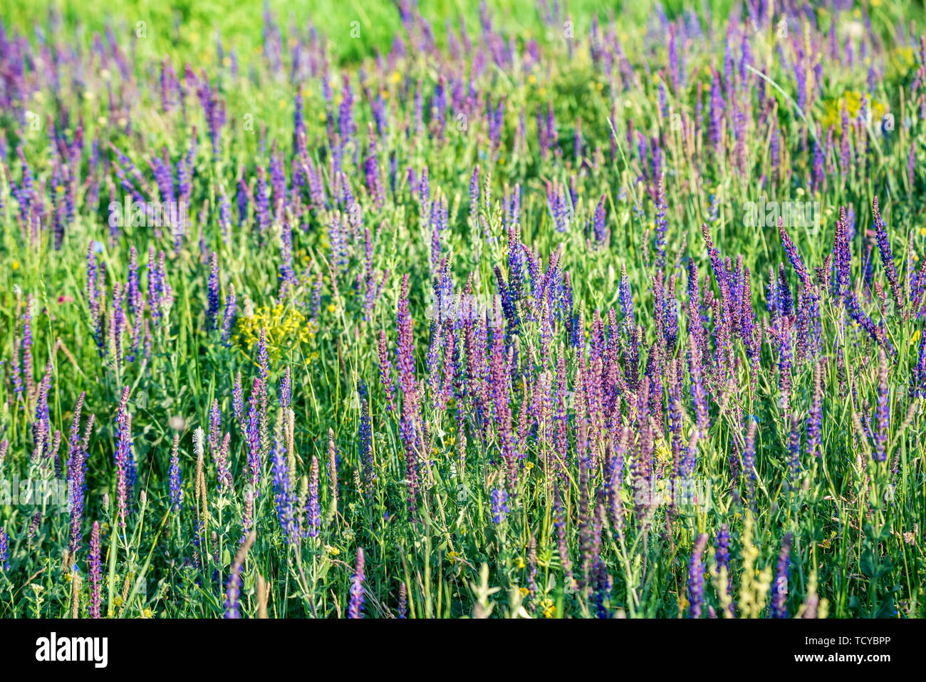 Fresh purple flowers of sage or Salvia divinorum in steppe Stock Photo