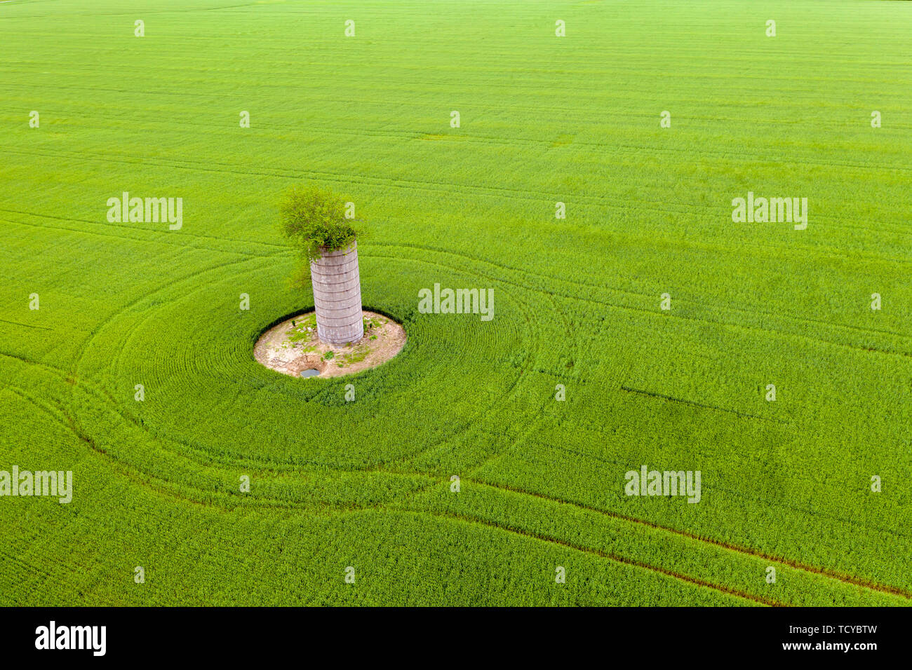Mt Vernon, Illinois - A tree grows out of the top of an old silo in a farm field. Stock Photo
