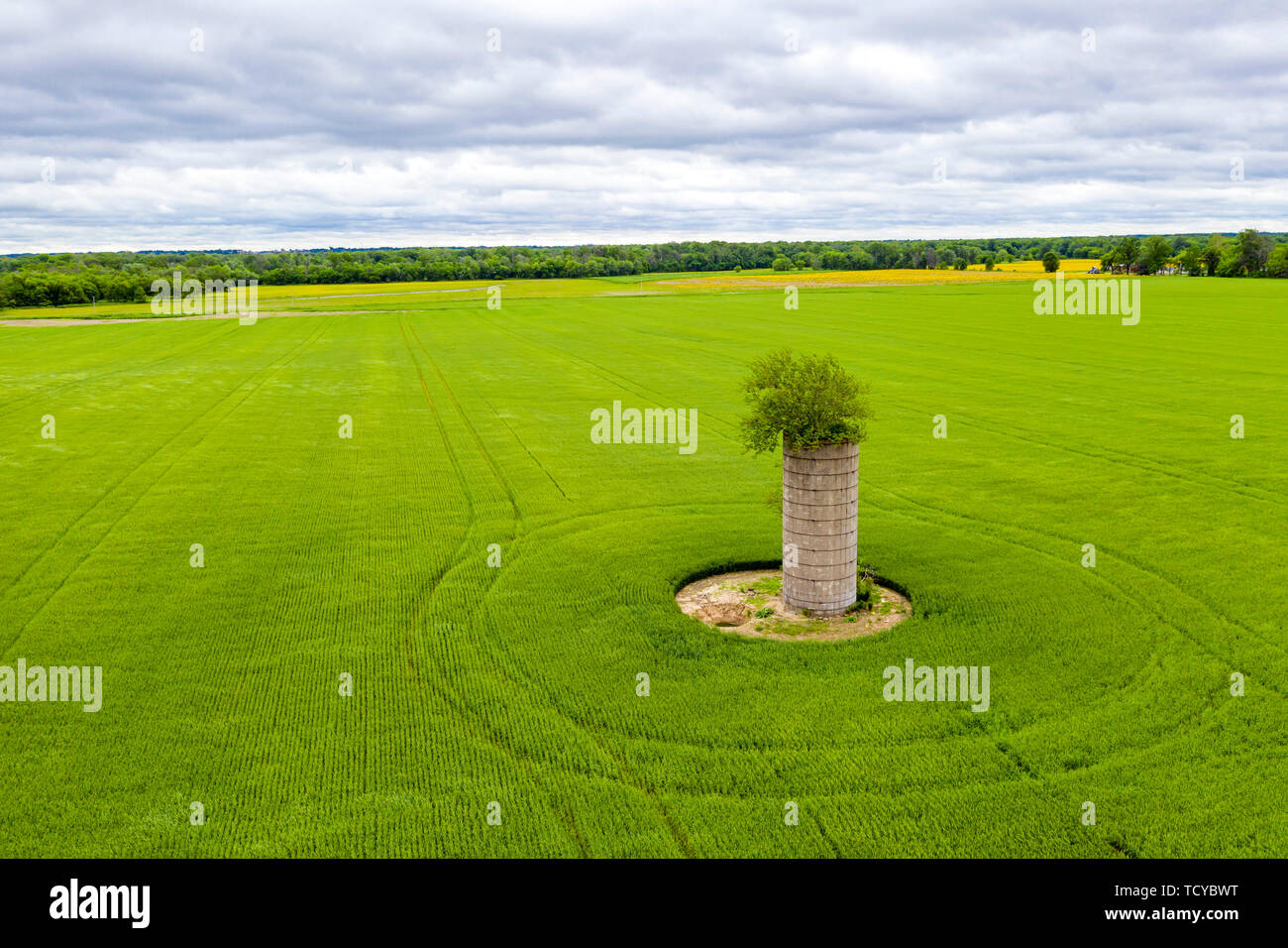 Mt Vernon, Illinois - A tree grows out of the top of an old silo in a farm field. Stock Photo