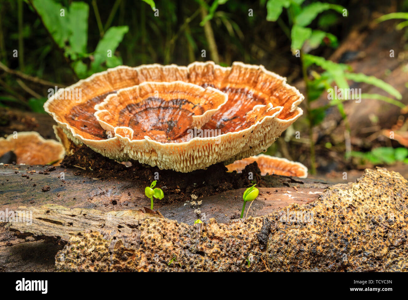Close-up image of a wood fungi or polyporales in tropical forest in Costa Rica Stock Photo