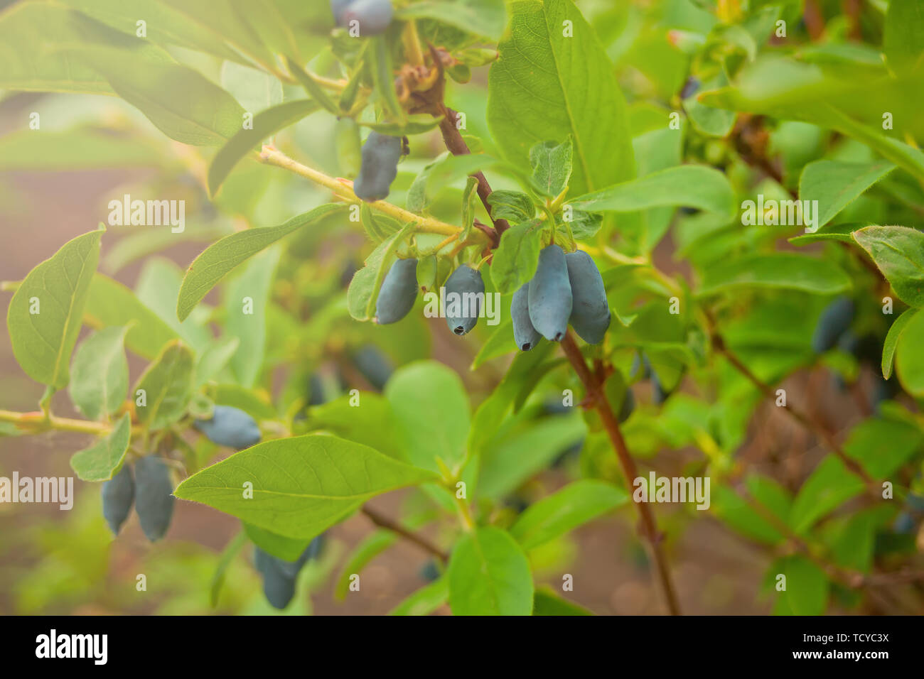 Blue honeysuckle Lonicera caerulea var. edulis . Known also as