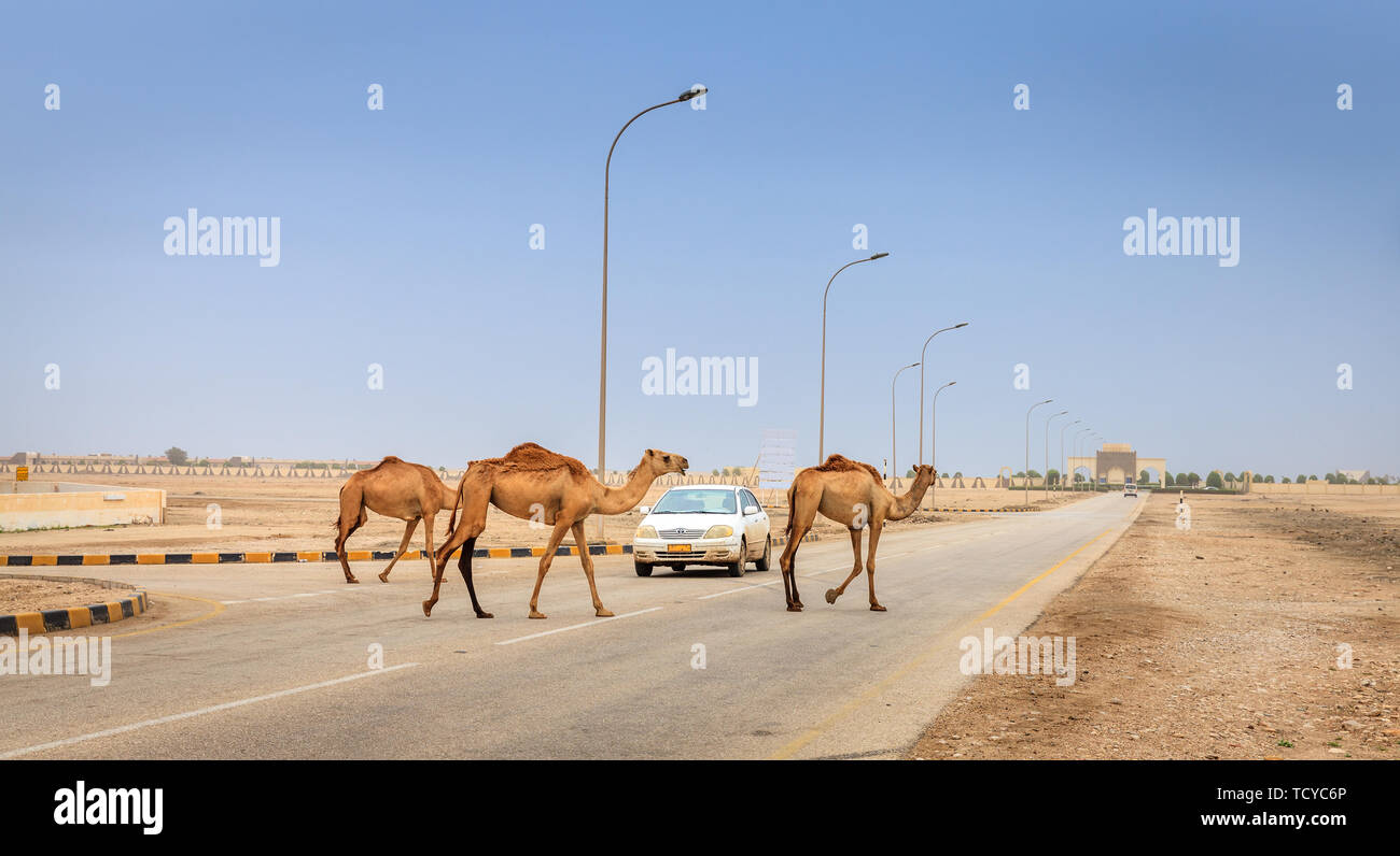 Herd of wild camels is crossing the road near Salalah, Oman Stock Photo