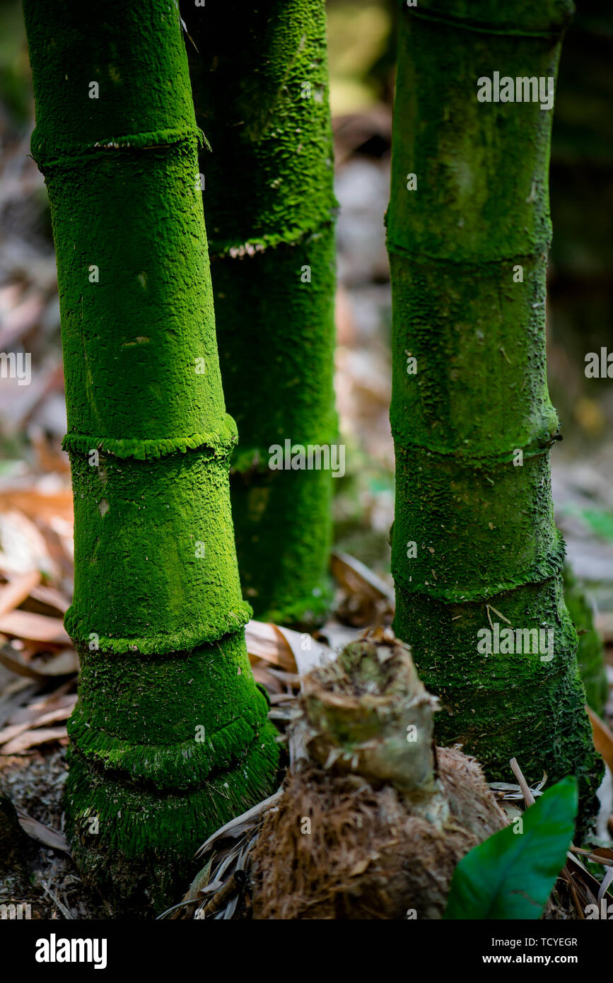 Bamboo root moss Stock Photo - Alamy