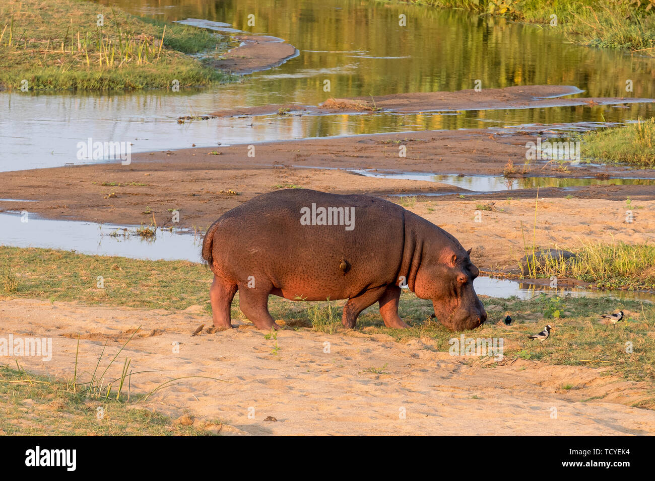 A hippopotamus grazing next to the Letaba River in the Limpopo Province of South Africa. An oxpecker and blacksmith plovers are visible Stock Photo