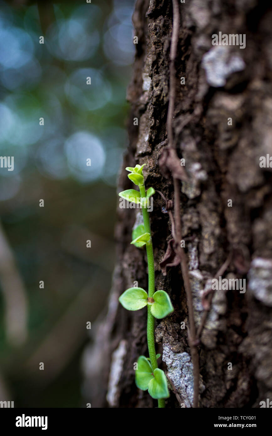A vine attached to the trunk of a tree Stock Photo - Alamy