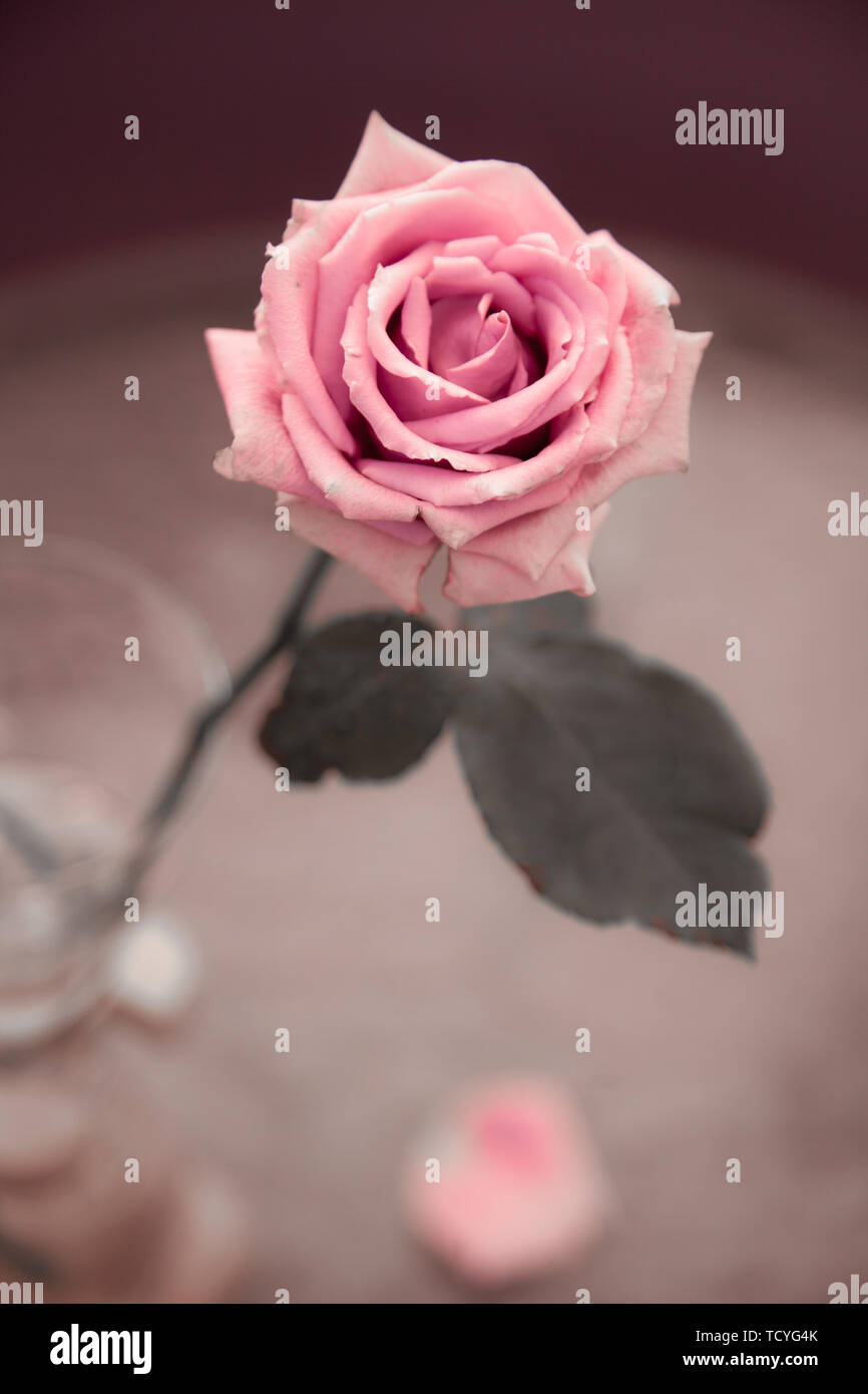 One light pink rose flower on the blurred gray background, toned. Congratulation, invitation concept. Close-up. Stock Photo