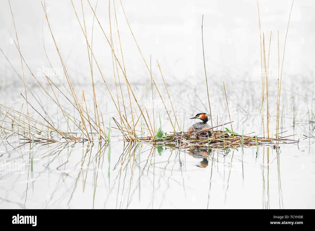 Great crested grebe sitting on eggs in nest. Podiceps cristatus. Wildlife photography with blurred background. Stock Photo