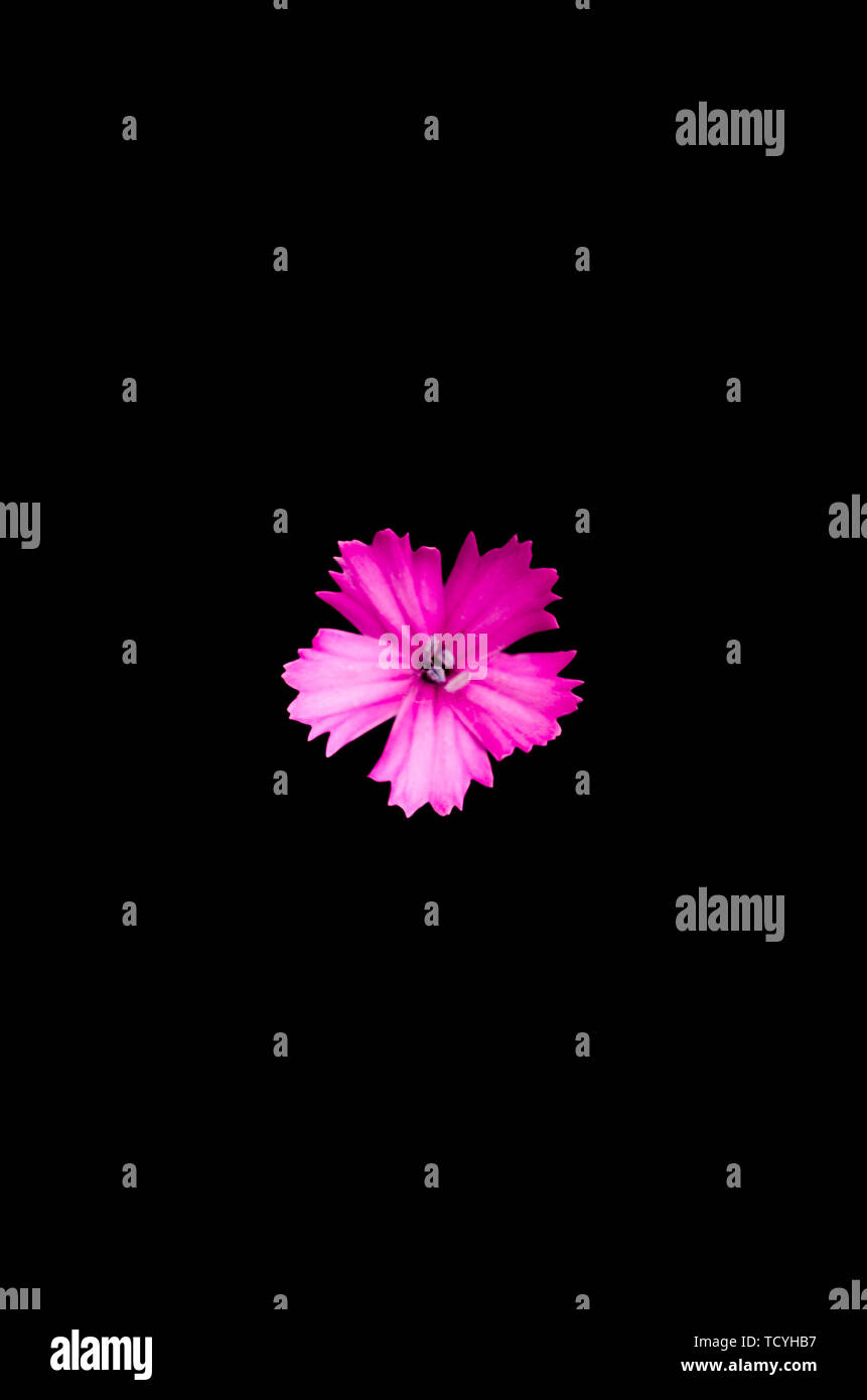 Bright pink flower on black background. Stock Photo