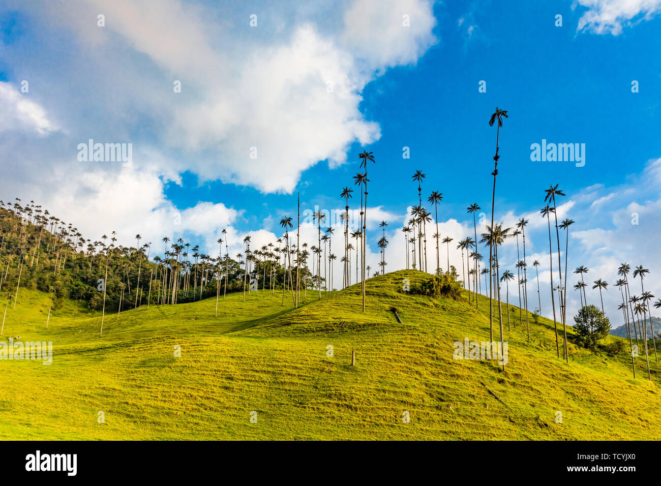 El Bosque de Las Palmas Landscapes of  palm trees in Valley Cocora  near Salento Quindio in Colombia South America Stock Photo