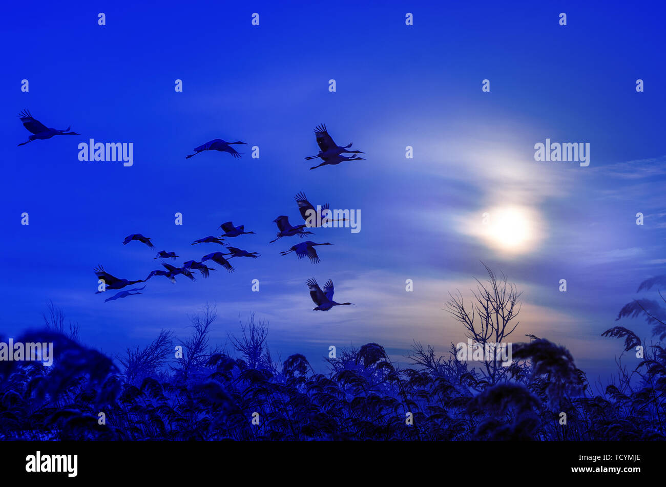 Red crowned crane flying sunset hi-res stock photography and images - Alamy